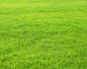 Fototapeta na wymiar Green grass on lawn. Trimmed lawn grass