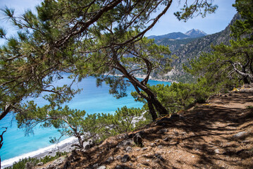Fototapeta na wymiar pine tree on the shore of the sea