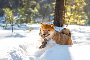Dog breed Shiba Inu walking in winter snow forest. Dog playing with a glove in a snowdrift
