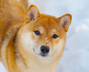 Portrait of a dog breed Shiba Inu on a background of snow with snow on the muzzle