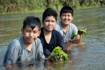 Asian boys hold freshwater algae or spirogyra, spironina which is grawing in local river which...