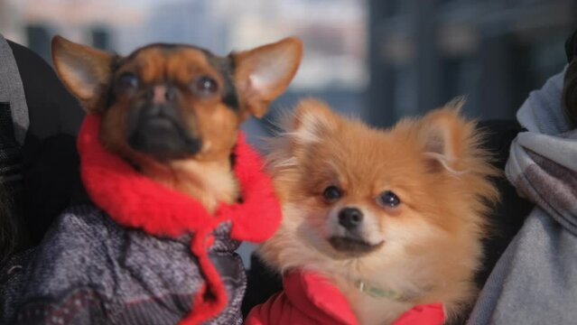 A cute Dogs sits sit on hands in winter outdoors. Animals and human friendship 4K