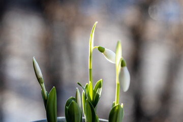 Fototapeta premium Snowdrop flowers in pot on the windowsill 