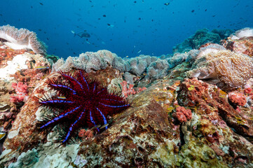 Fototapeta na wymiar Crown of thorns starfish with sea anemone on coral reef at North Andaman, a famous scuba diving dive site and exotic underwater landscape in Thailand.