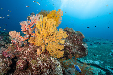 Fototapeta na wymiar Colorful Branching Gorgonian Sea Fan coral (Seafan) on the rock with marine life at Tachai Pinnacle, a famous scuba diving dive site of North Andaman and stunning underwater landscape in Thailand.