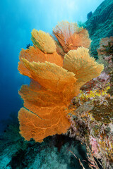Giant Branching Gorgonian Sea Fan coral (Seafan) with colorful coral reef and marine life at North Andaman, a famous scuba diving dive site and exotic underwater landscape in Thailand.