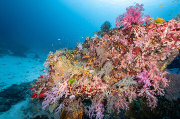 Fototapeta na wymiar Beautiful colorful soft coral reef and marine life at North Andaman, a famous scuba diving dive site and exotic underwater landscape in Thailand.