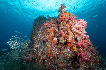 Plakat Beautiful pink soft coral reef and school of fish at Richelieu Rock, a famous scuba diving dive site of North Andaman. Stunning underwater landscape in Thailand.