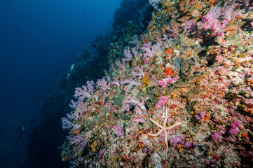 Fototapeta na wymiar Beautiful colorful soft coral reef and marine life at Richelieu Rock, a famous scuba diving dive site of North Andaman. Stunning underwater landscape in Thailand.