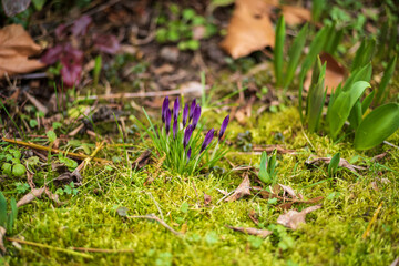 moss and crocus