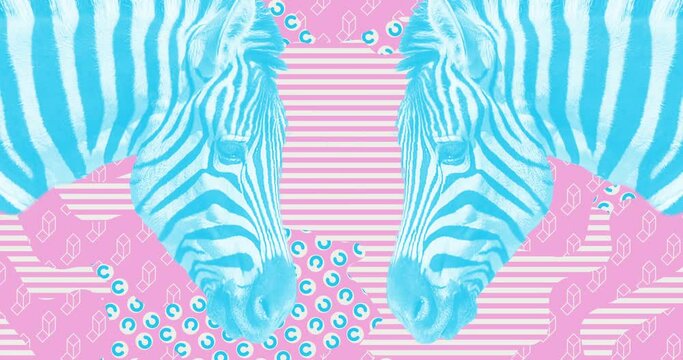 Modern loop collage animation. Funny zebra and creative motion background