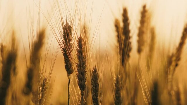 ripe wheat ears in field. Beautiful sunset with countryside over a field of wheat. sun illuminates wheat crops. huge yellow wheat field in idyllic nature in golden rays of sunset.