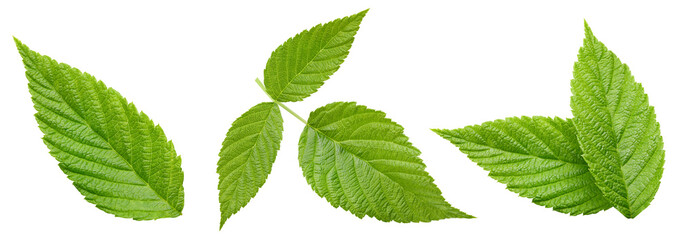 Raspberry leaf collection Clipping Path. Raspberry leaf isolated on white background