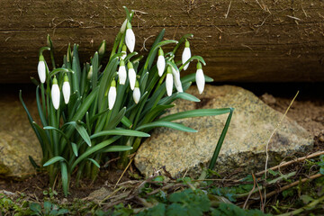 First spring flowers - snowdrops in forest.