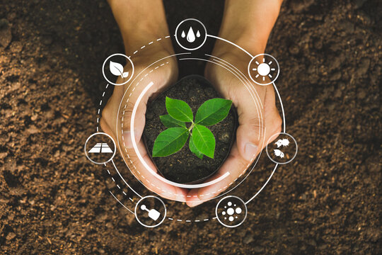 Hands holding seedlings, Modern agriculture with technology concept