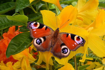 Schmetterling 1054 © K.-U. Häßler