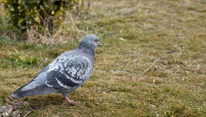 Obraz premium pigeon bird