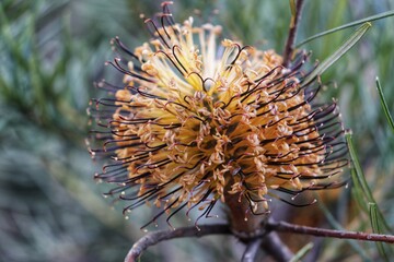 Natural banksia plant, aussie native flowers photograph