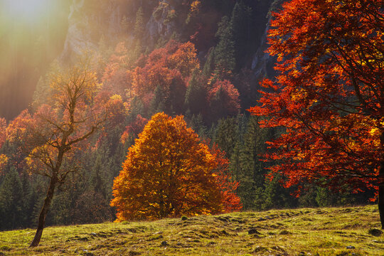 Herbststimmung in der Vormittagssonne im Karwendelgebirge in den &ouml;sterreichischen Alpen mit Blick auf Bergahorn B&auml;ume im Gegenlicht und einer Felswand im Ahornboden in Tirol, &Ouml;sterreich