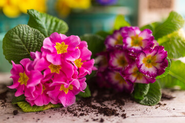Colorful spring primula seedlings ready for planting