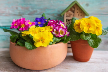 Colorful spring primula seedlings ready for planting