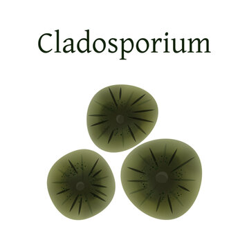 Cladosporium mold vector illustration isolated on white background.