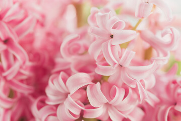 8 March greeting card. mother's day, International Women's Day congratulate Holiday background celebration concept. Pink hyacinth bouquet