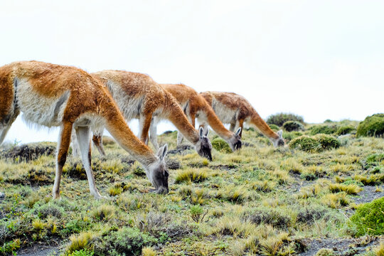 Group of guanacos grazing, Torres del Paine National Park, Ultima Esperanza Province, Chile