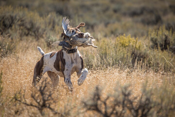 Bird dog carries a sage grouse back to his owner while upland bird hunting in Montana.
