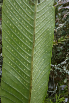 Dotted and variegated leaf in Peruvian cloud forest, Peru
