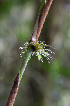 Droplets of water on bamboo nodule in Peru's Cloud Forest