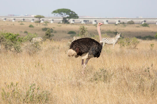 Ostrich&Acirc;&nbsp;(Struthio camelus) and zebras, Nairobi National Park, Kenya