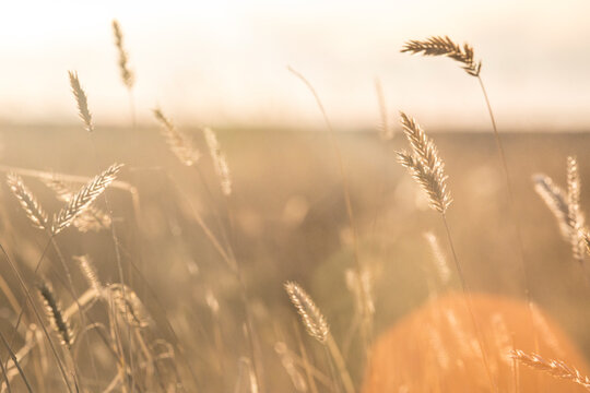 Tall autumnal grass photographed against a golden sunset in Montana.
