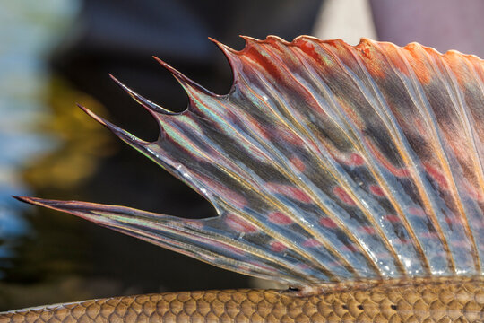 Details of grayling fish caught while fly fishing in Swedish Lapland.