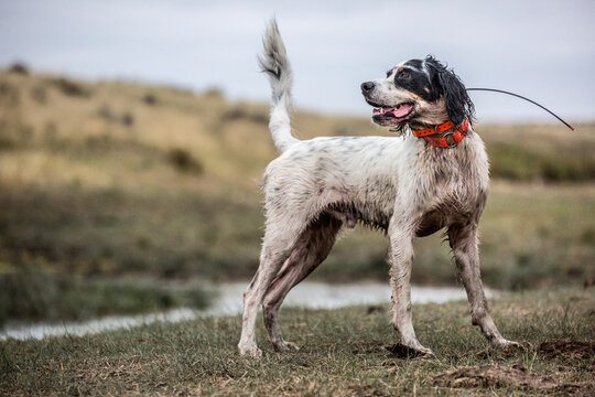 Man upland bird hunting with his dogs in the plains of northeastern Montana.
