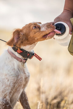 Brittany spaniel drinks from a water bottle while upland bird hunting in Montana.