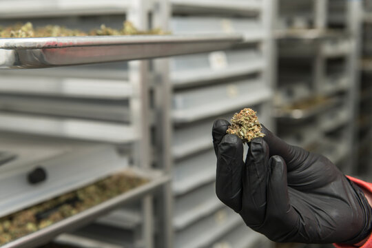 Person Hand Holding A Marajuana Buds In A Drying Room