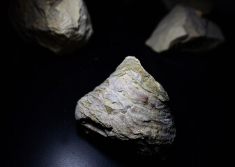 Fossil Stones from Millions of Years Ago