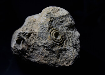 Fossil Stones from Millions of Years Ago