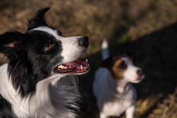 Border collie dog and jack russell terrier walk in the park in autumn.