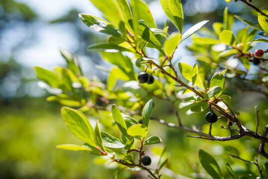 Close up of wild blueberry bush, Bar Harbor, Maine, USA