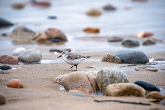 Piping plover&Acirc;&nbsp;(Charadrius melodus) on beach