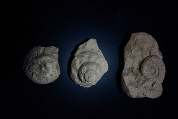 Fossil Stones from Millions of Years Ago