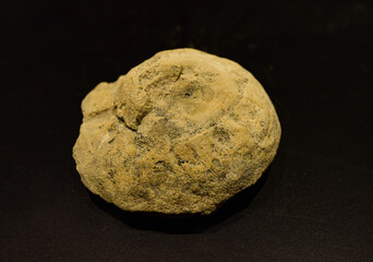 Fossil Stones from Millions of Years Ago