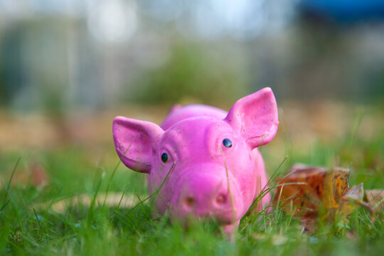 Pink pig toy set in backyard at Aber Ildut, Brittany, France