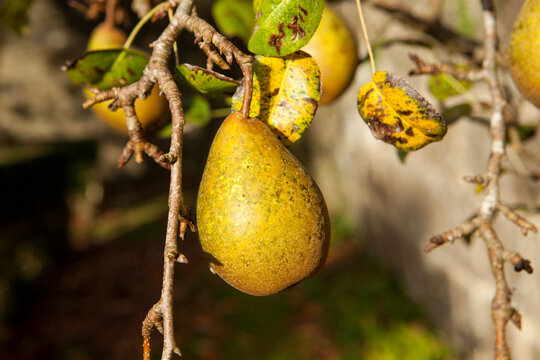 Pears in backyard at Aber Ildut, Brittany, France