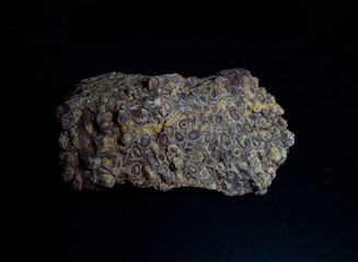 Fossil Stones from Millions of Years Ago