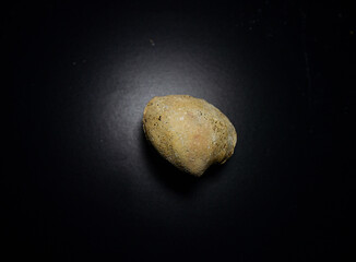 Fossil Stones from Millions of Years Ago