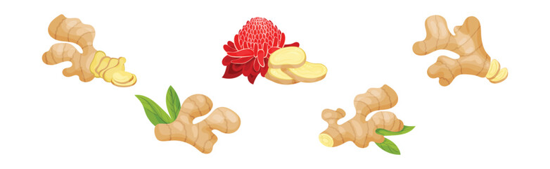 Fresh Ginger Root as Natural Spice Food Vector Set