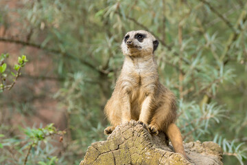 Close-up of a sitting meerkat looking around